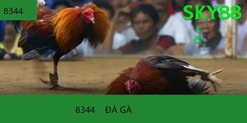 Đá Gà Trực Tiếp - sky88 - Game hot